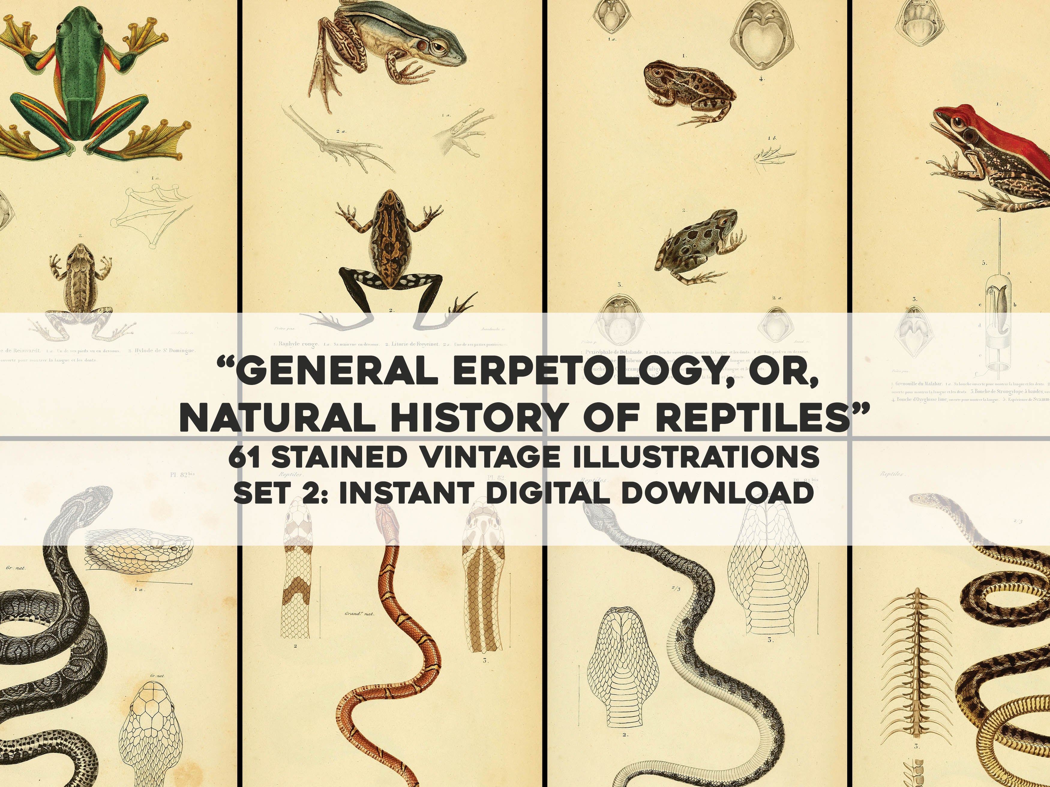 Herpetological Chapter Reference: General Herpetology Natural History Of Reptiles Yellow Set 2