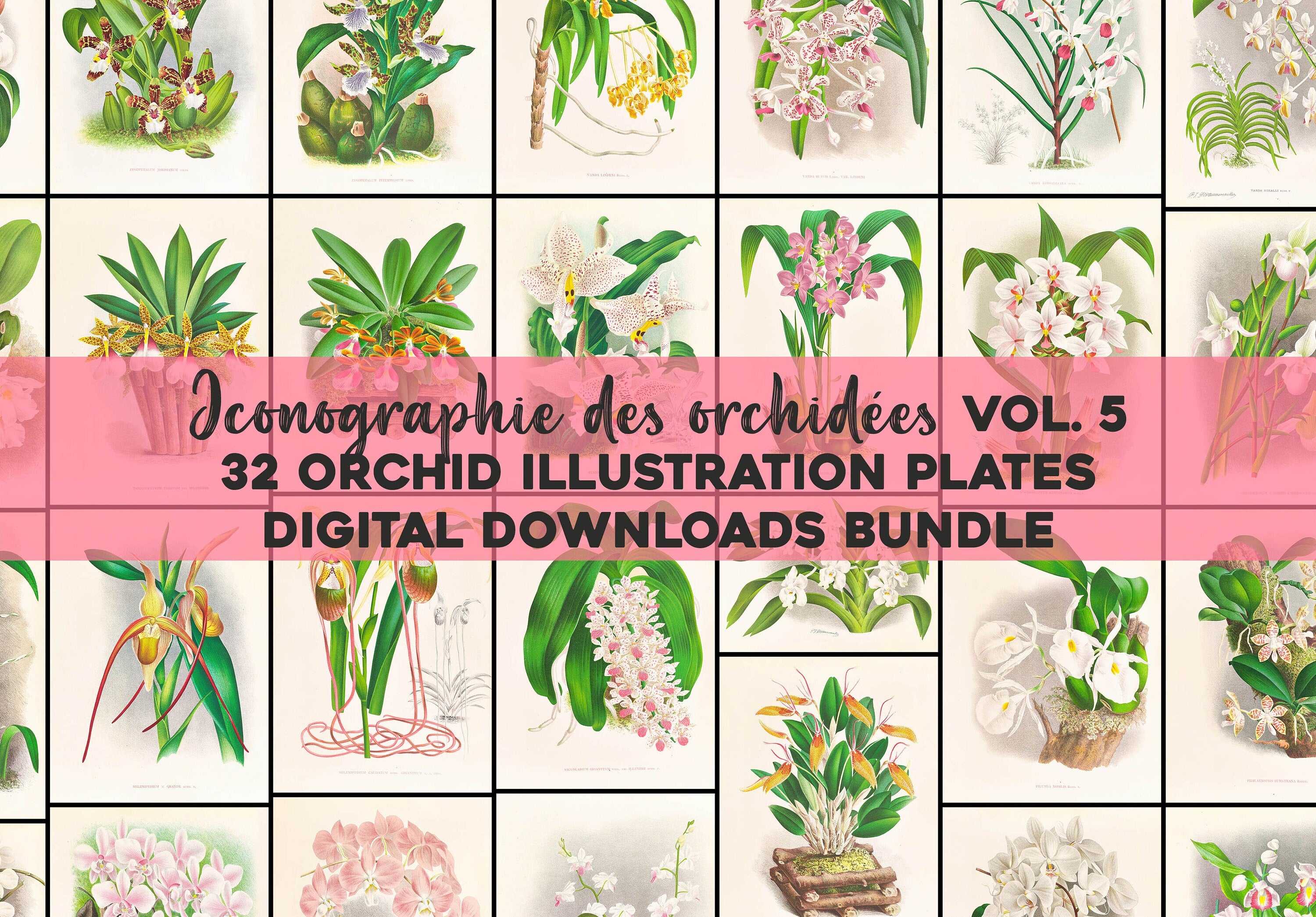 Iconography of Orchids Set 5 | Flower Images - CleanArchives