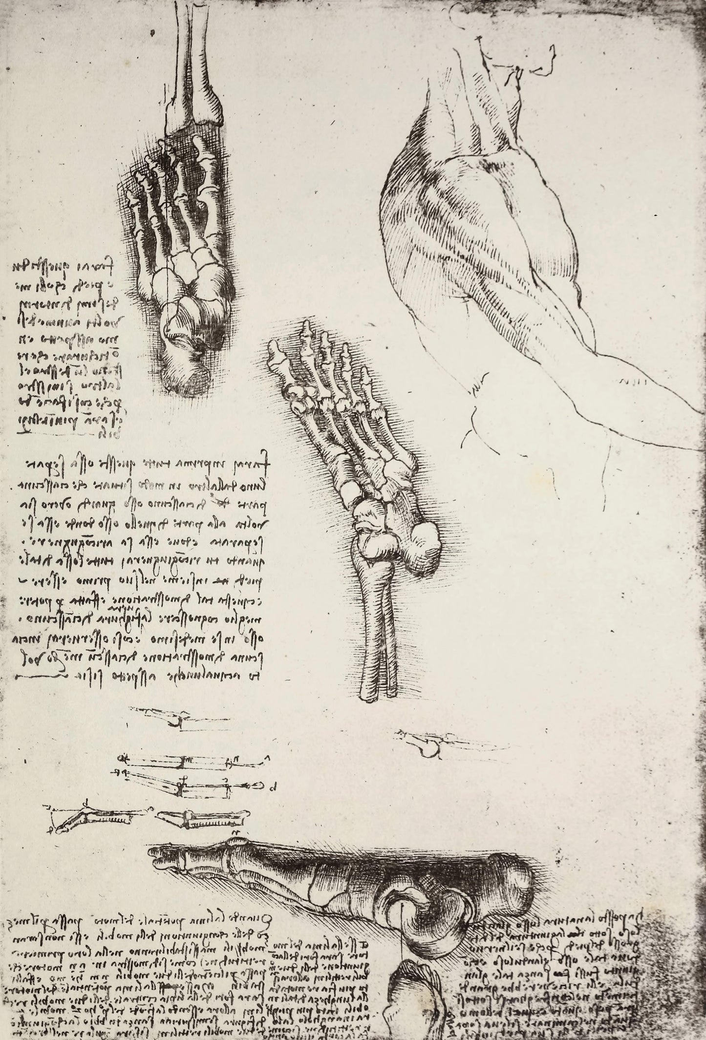 Leonardo Da Vinci Manuscript Pages Set 3 [32 Images]