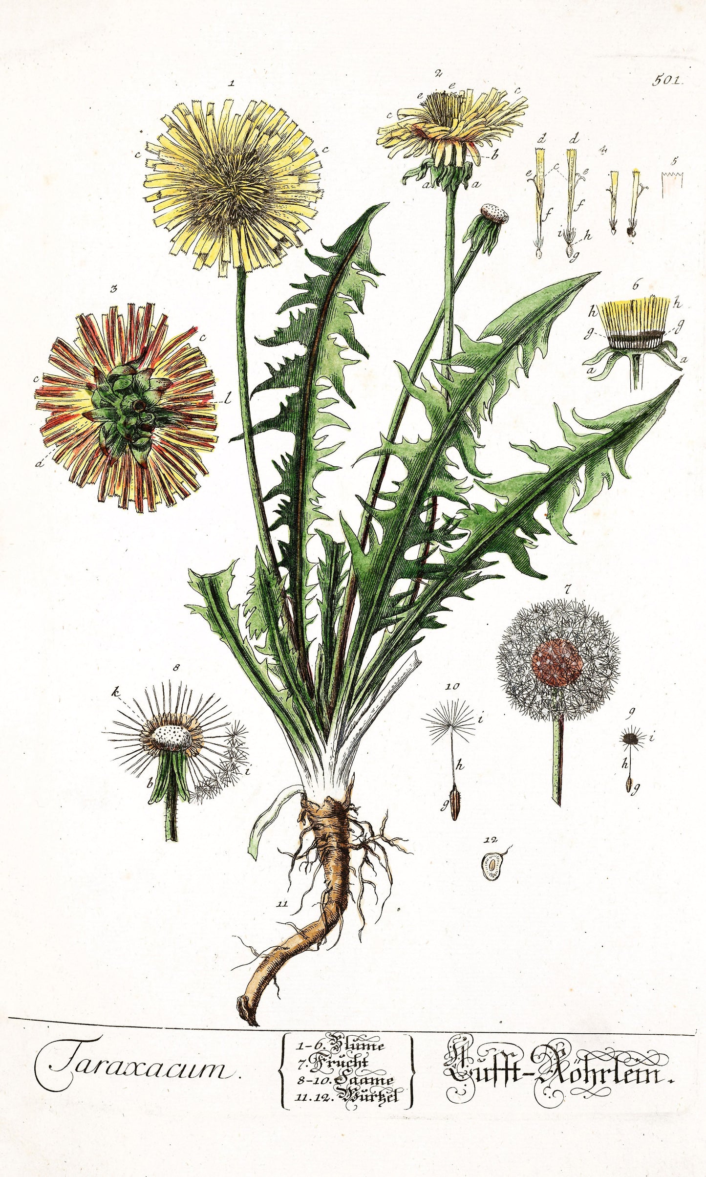 Herbarium Blackwellianum Set 7 [51 Images]