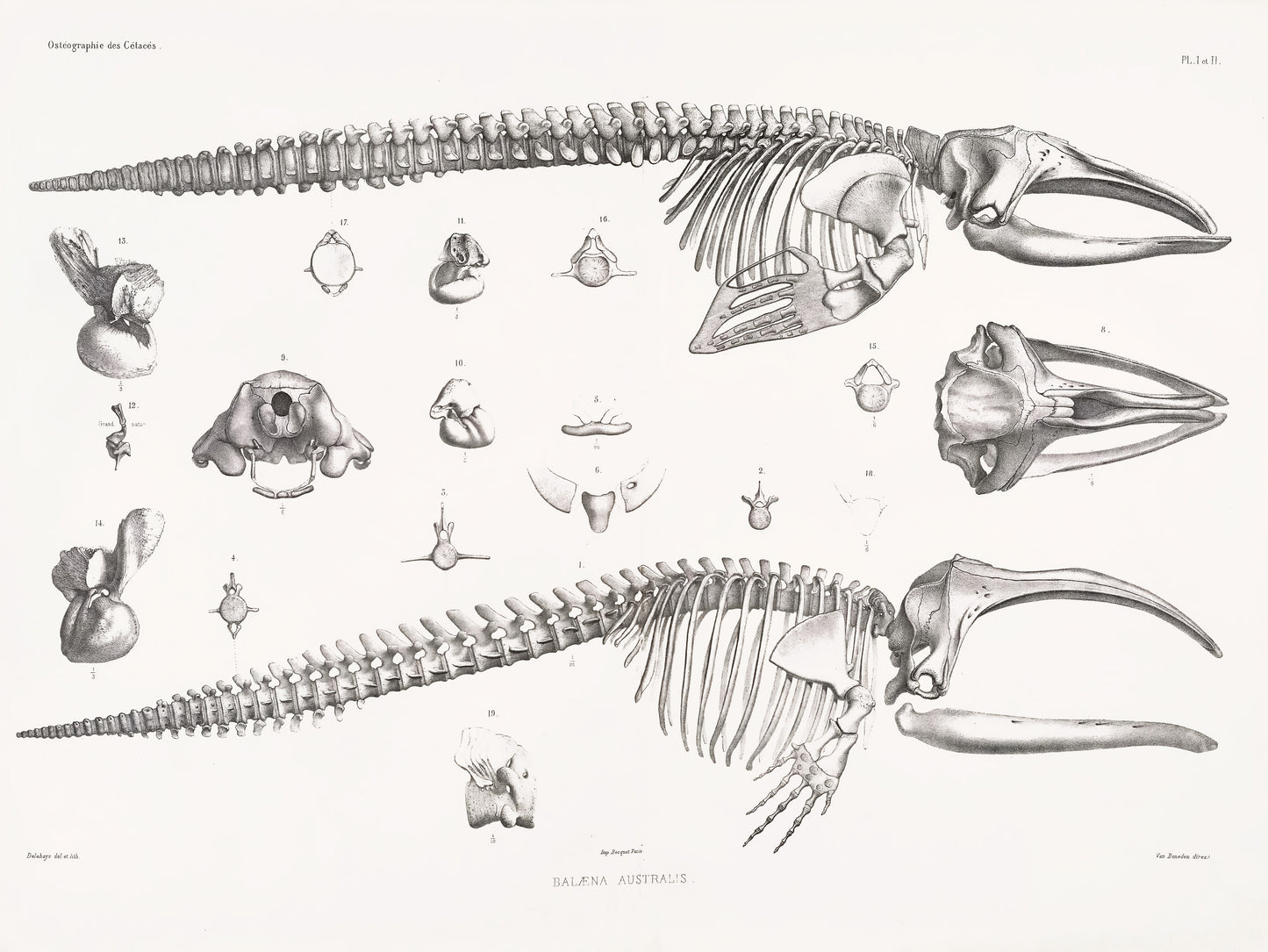 Osteography of Living and Fossil Cetaceans Set 1 [31 Images]