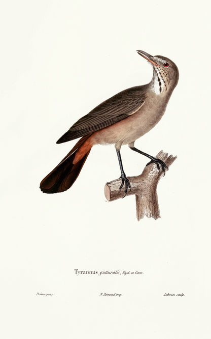 Oiseaux Birds Fortuné Eydoux, François Paul Gervais [15 Images]