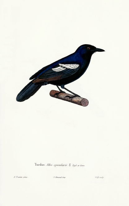 Oiseaux Birds Fortuné Eydoux, François Paul Gervais [15 Images]