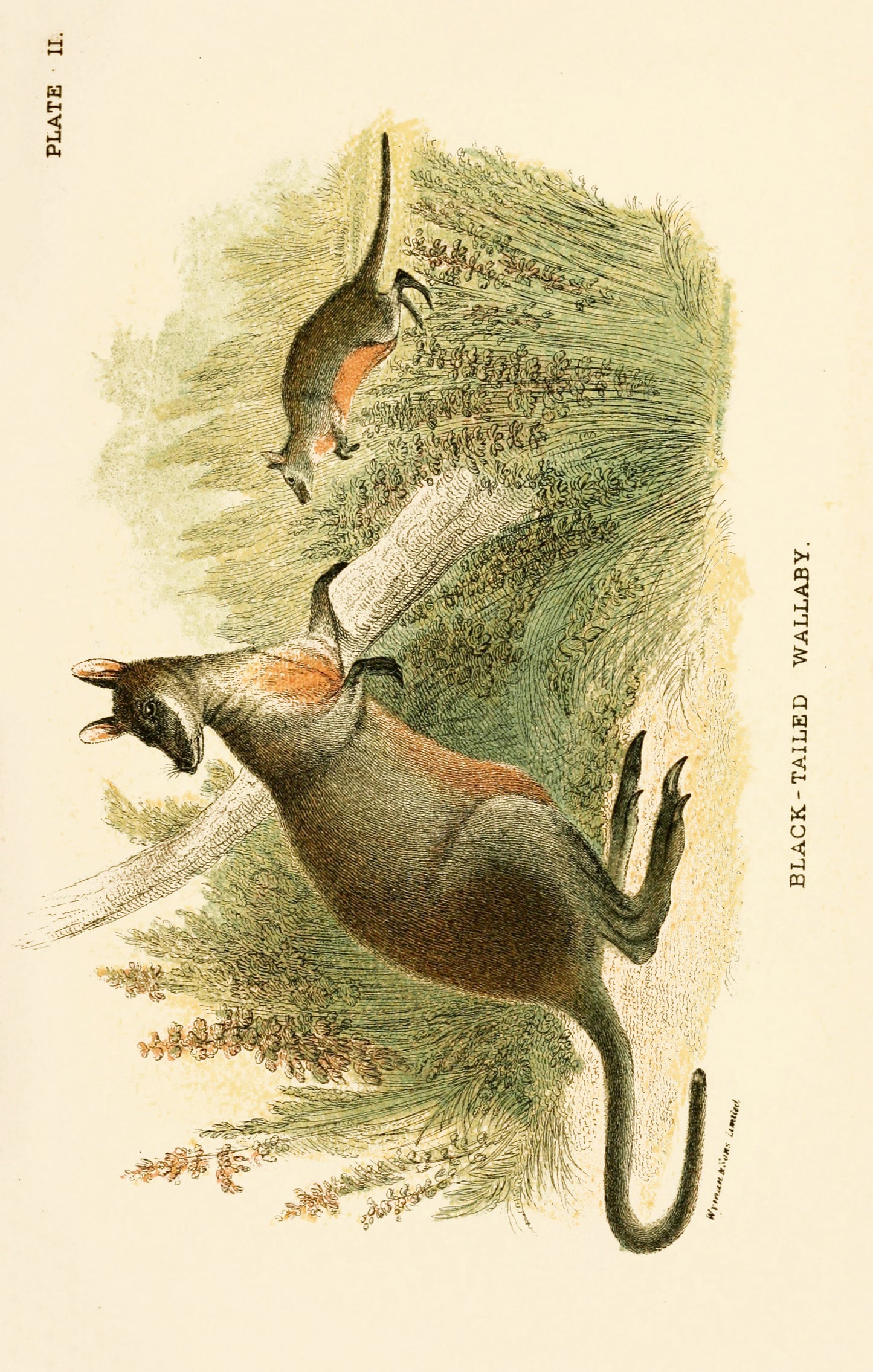 A Handbook to the Marsupials [37 Images]