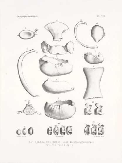 Osteography of Living and Fossil Cetaceans Set 1 [31 Images]