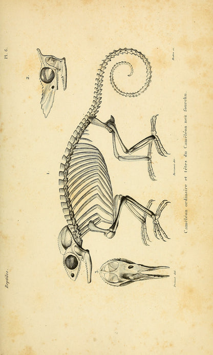 General Herpetology Natural History of Reptiles Yellow Set 1 [57 Images]