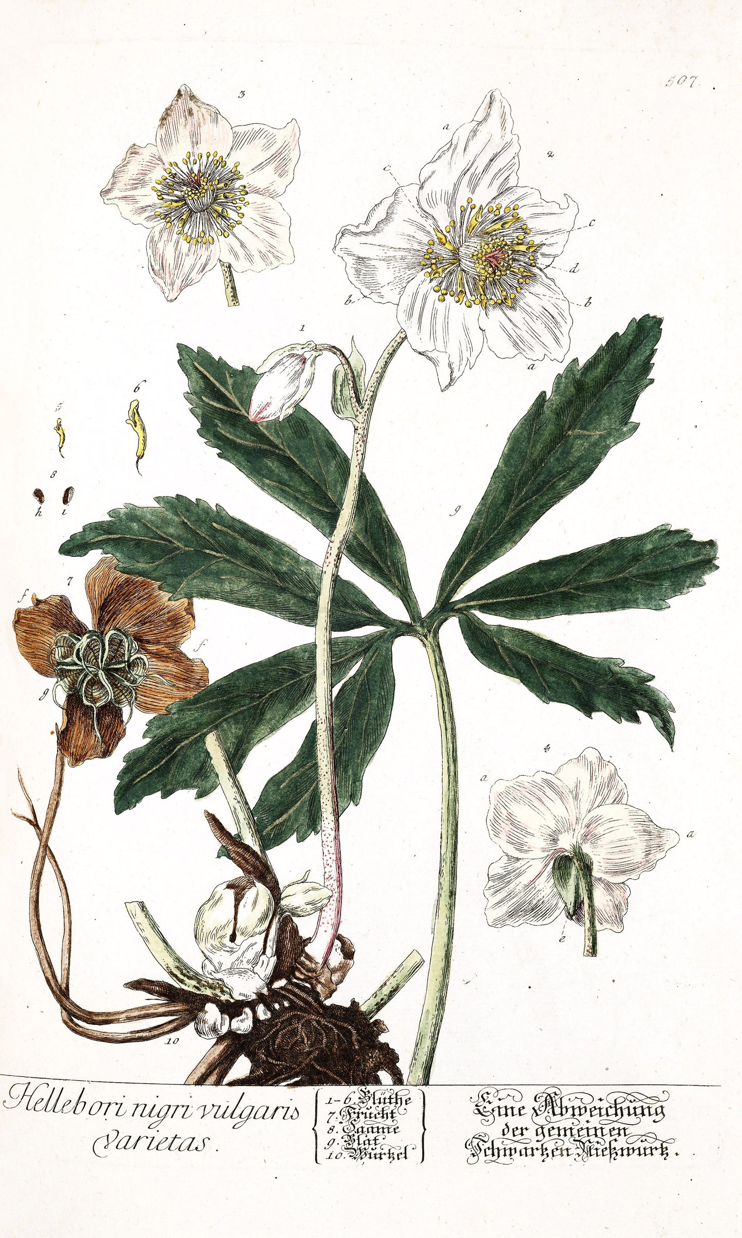 Herbarium Blackwellianum Set 7 [51 Images]