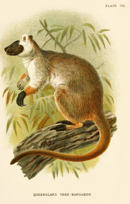 A Handbook to the Marsupials [37 Images]