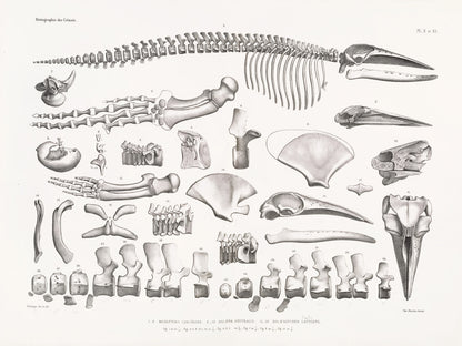 Osteography of Living and Fossil Cetaceans Set 1 [31 Images]