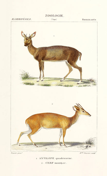 Atlas of Zoology of New or Little Known Animals Set 1 [58 Images]