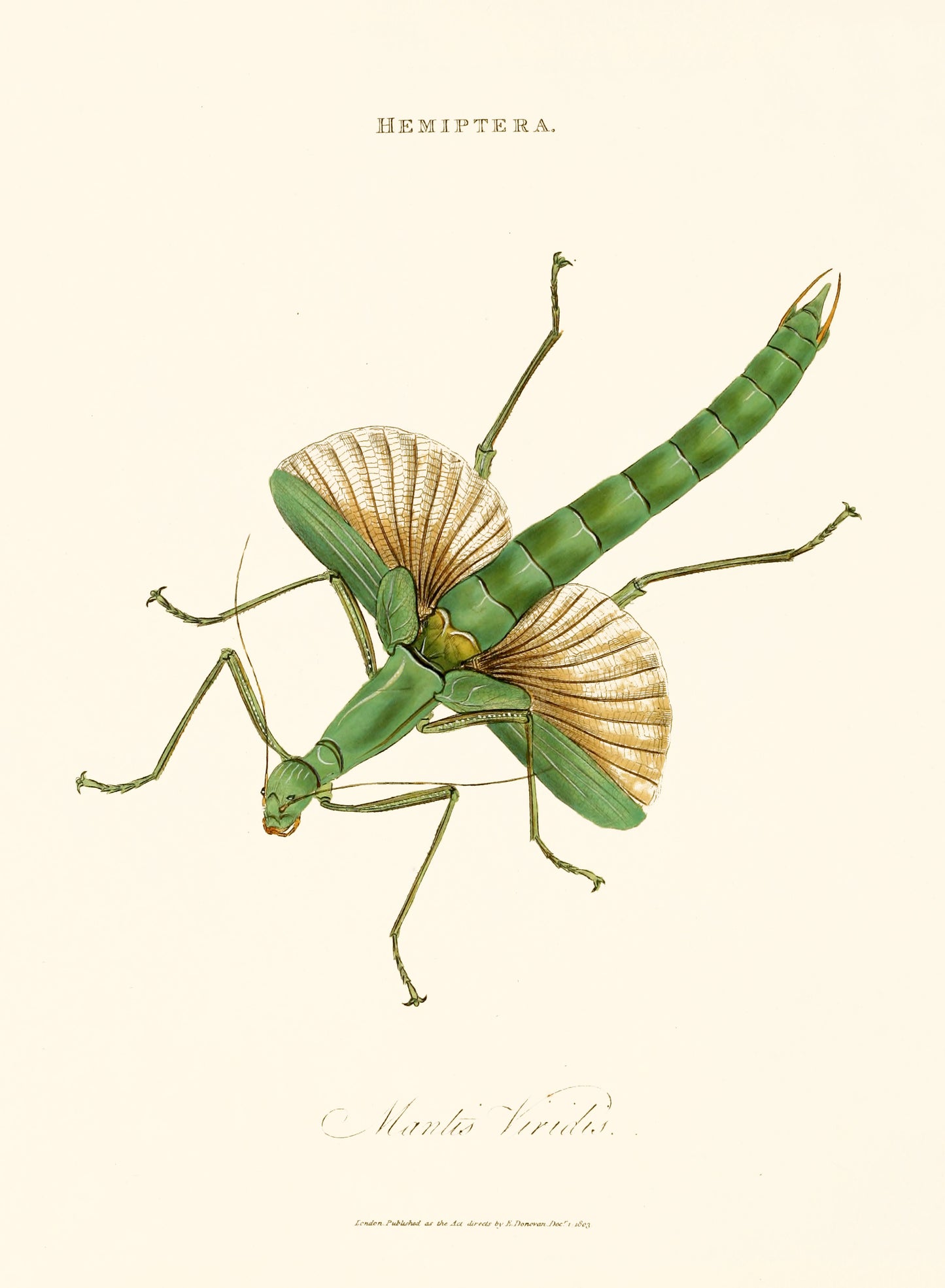 Epitome of the Natural History of the Insects of India [40 Images]