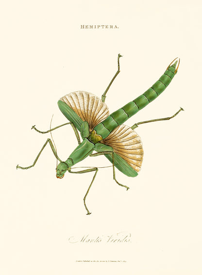 Epitome of the Natural History of the Insects of India [40 Images]