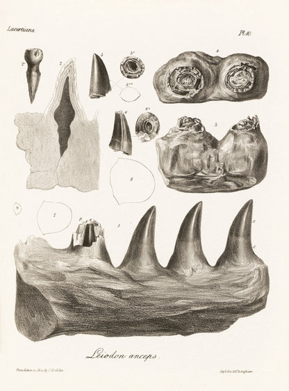 British Reptile Fossils [48 Images]