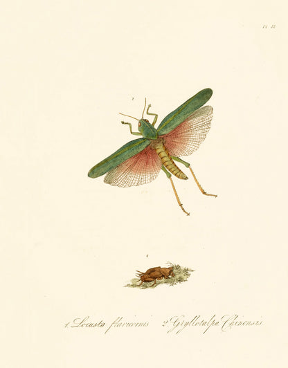 Natural History of Insects in China [48 Images]