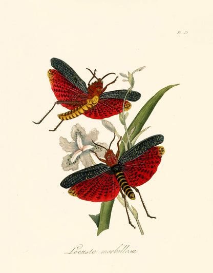 Natural History of Insects in China [48 Images]