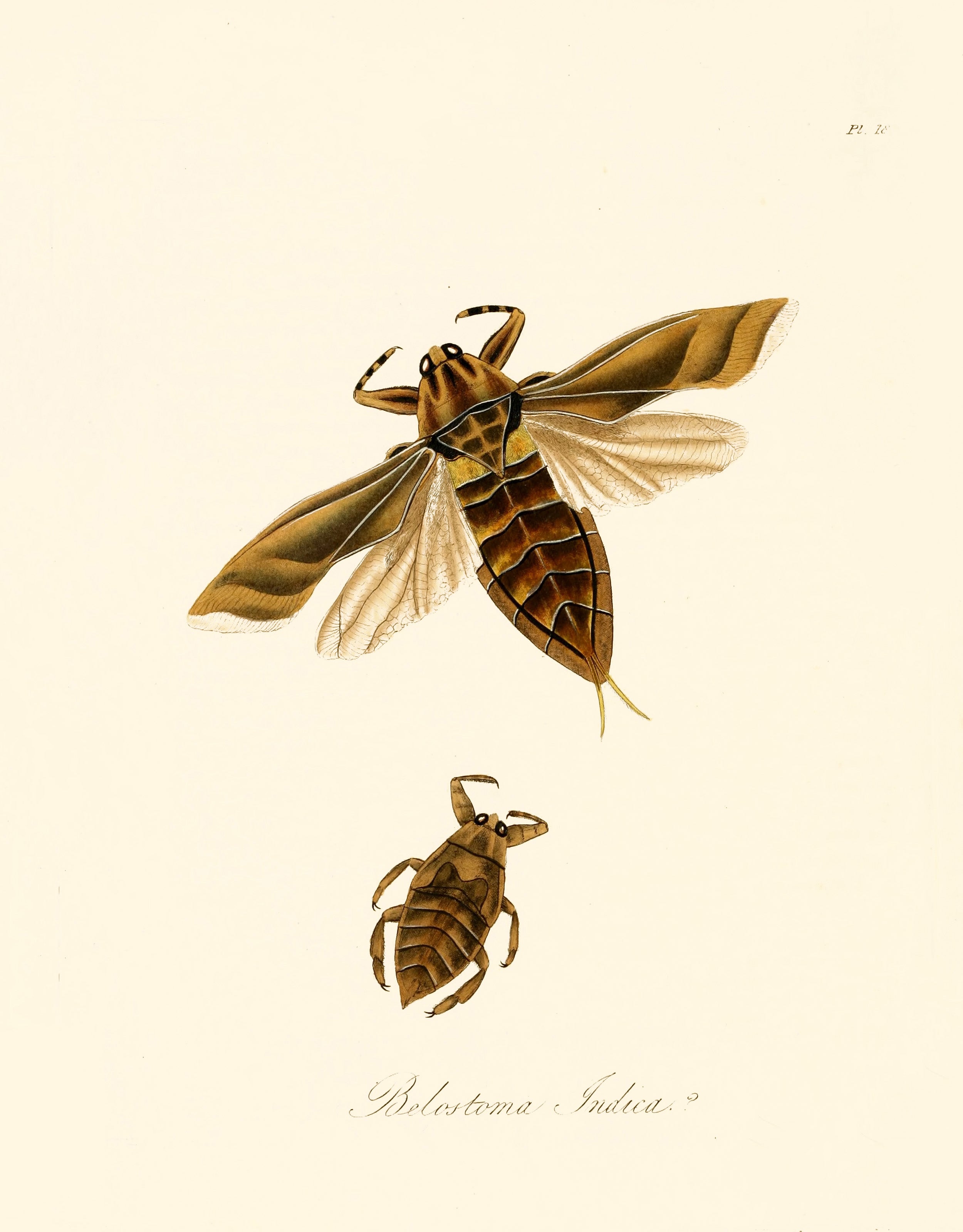 Natural History of Insects in China | Insect Images - CleanArchives