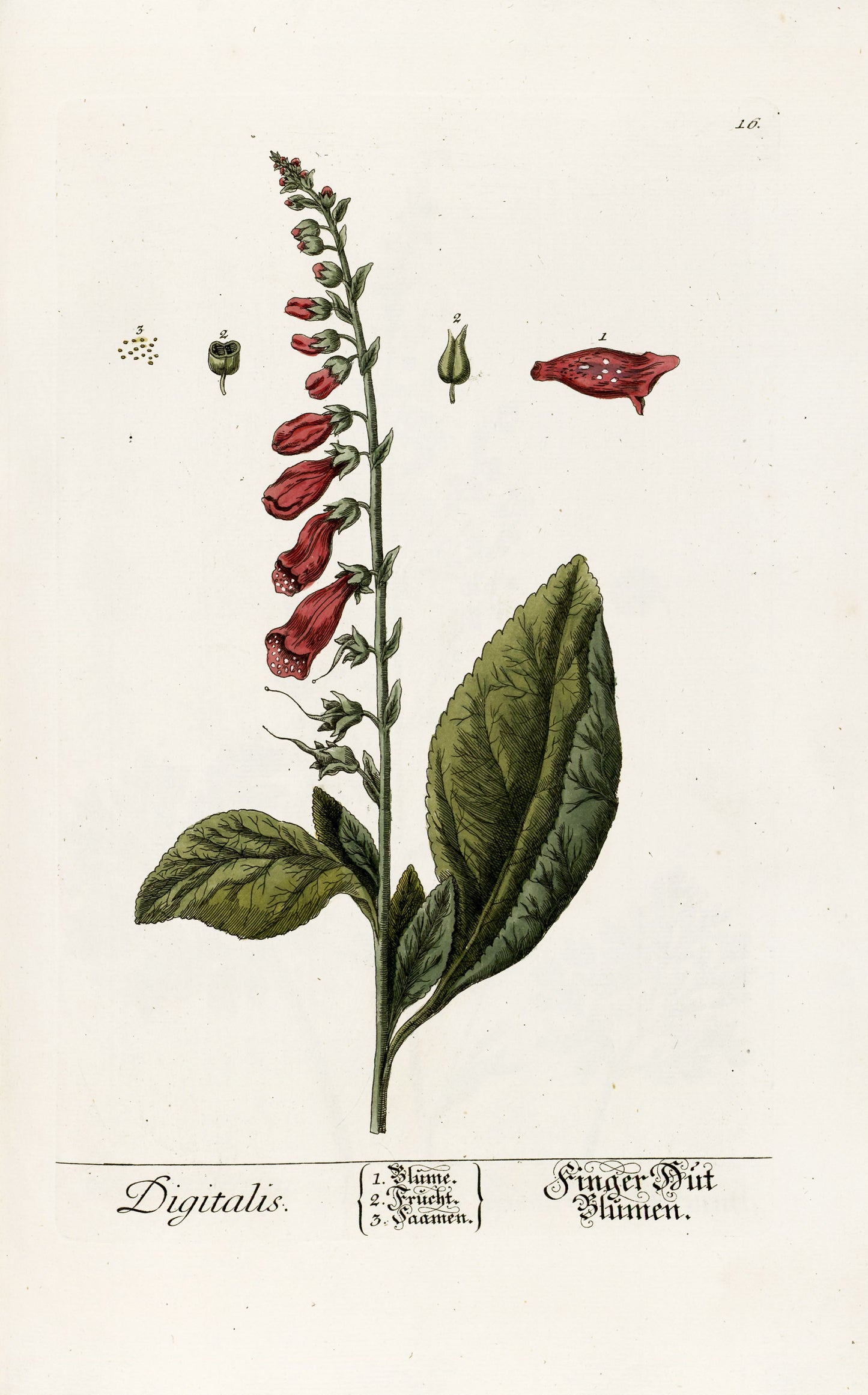 Herbarium Blackwellianum Set 1 [75 Images]