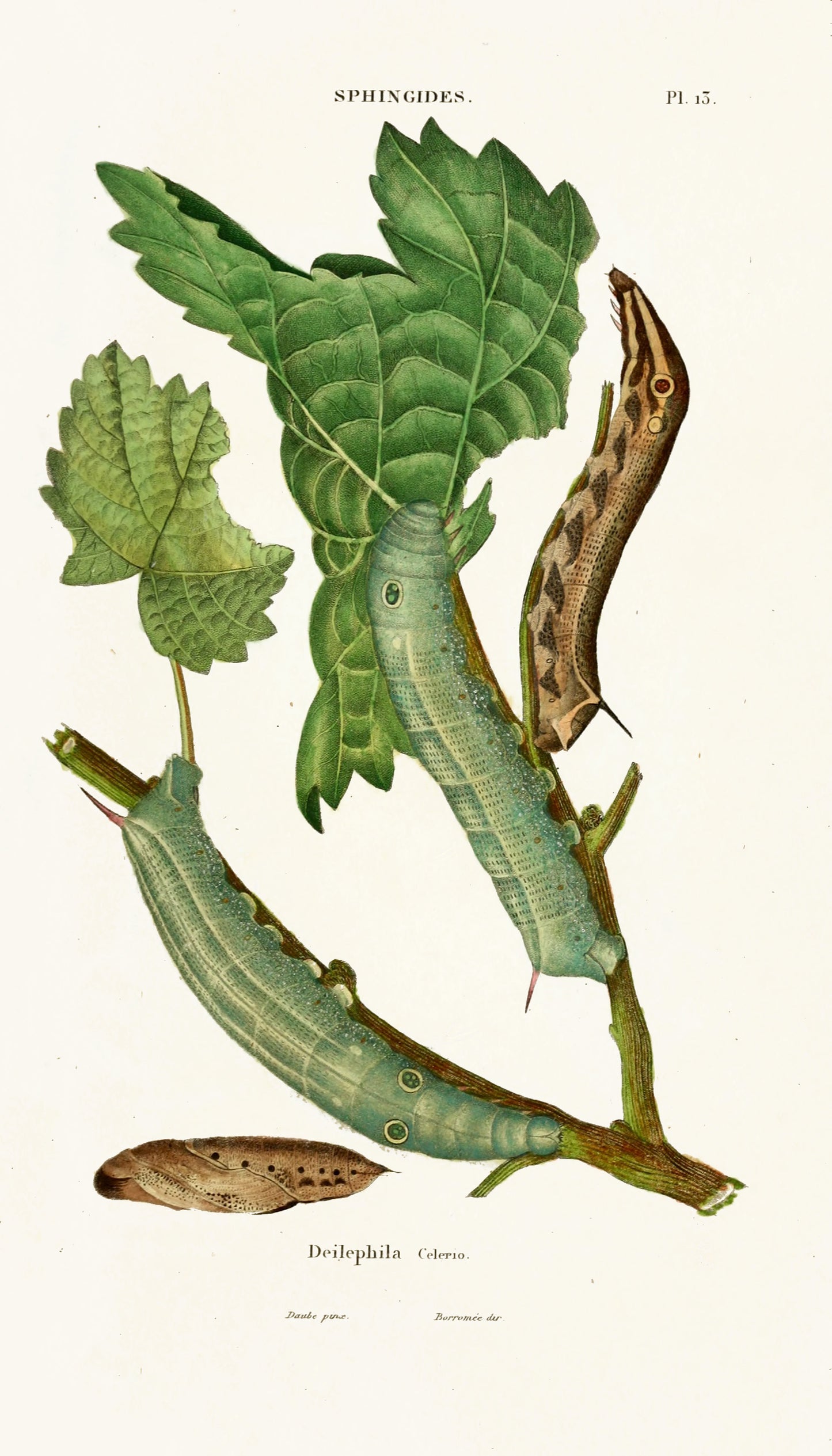 Iconographic and Historical Collection of Caterpillars [118 Images]