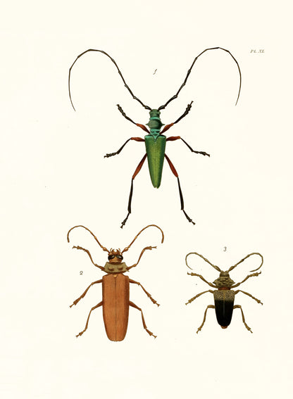 Exotic Entomology Set 1 [74 Images]