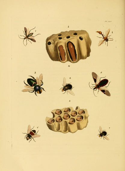 Exotic Entomology Stained Set 1 [74 Images]
