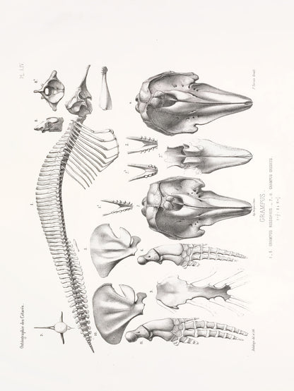 Osteography of Living and Fossil Cetaceans Set 2 [31 Images]