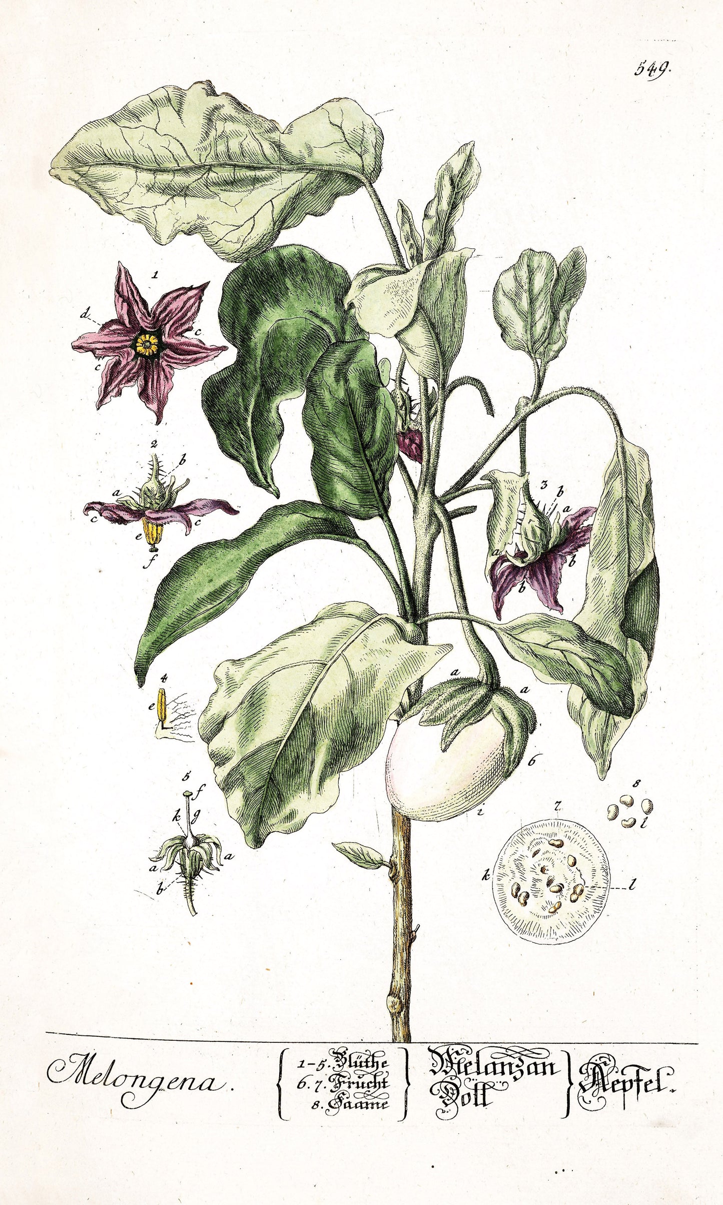 Herbarium Blackwellianum Set 8 [52 Images]