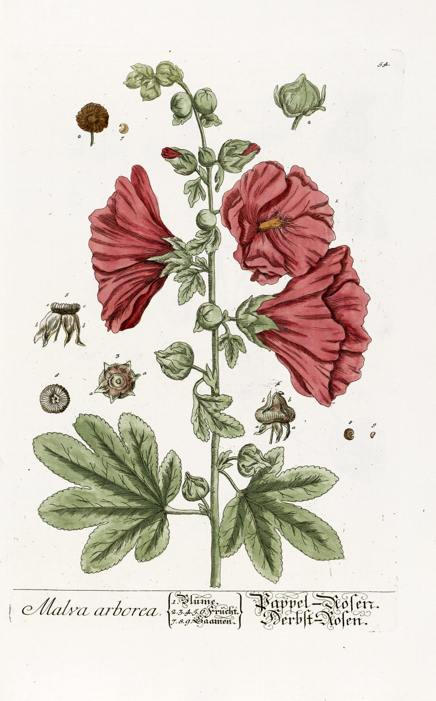 Herbarium Blackwellianum Set 1 [75 Images]