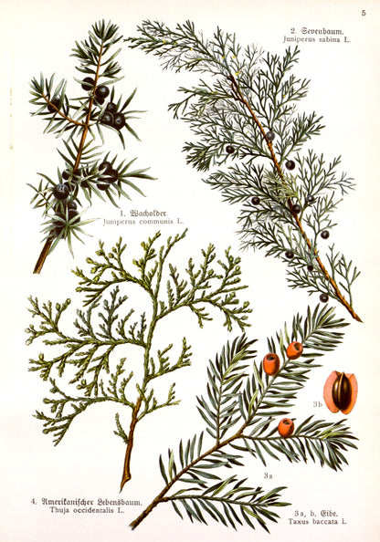 German Herbal Book Medicinal Plants Set 1 [43 Images]