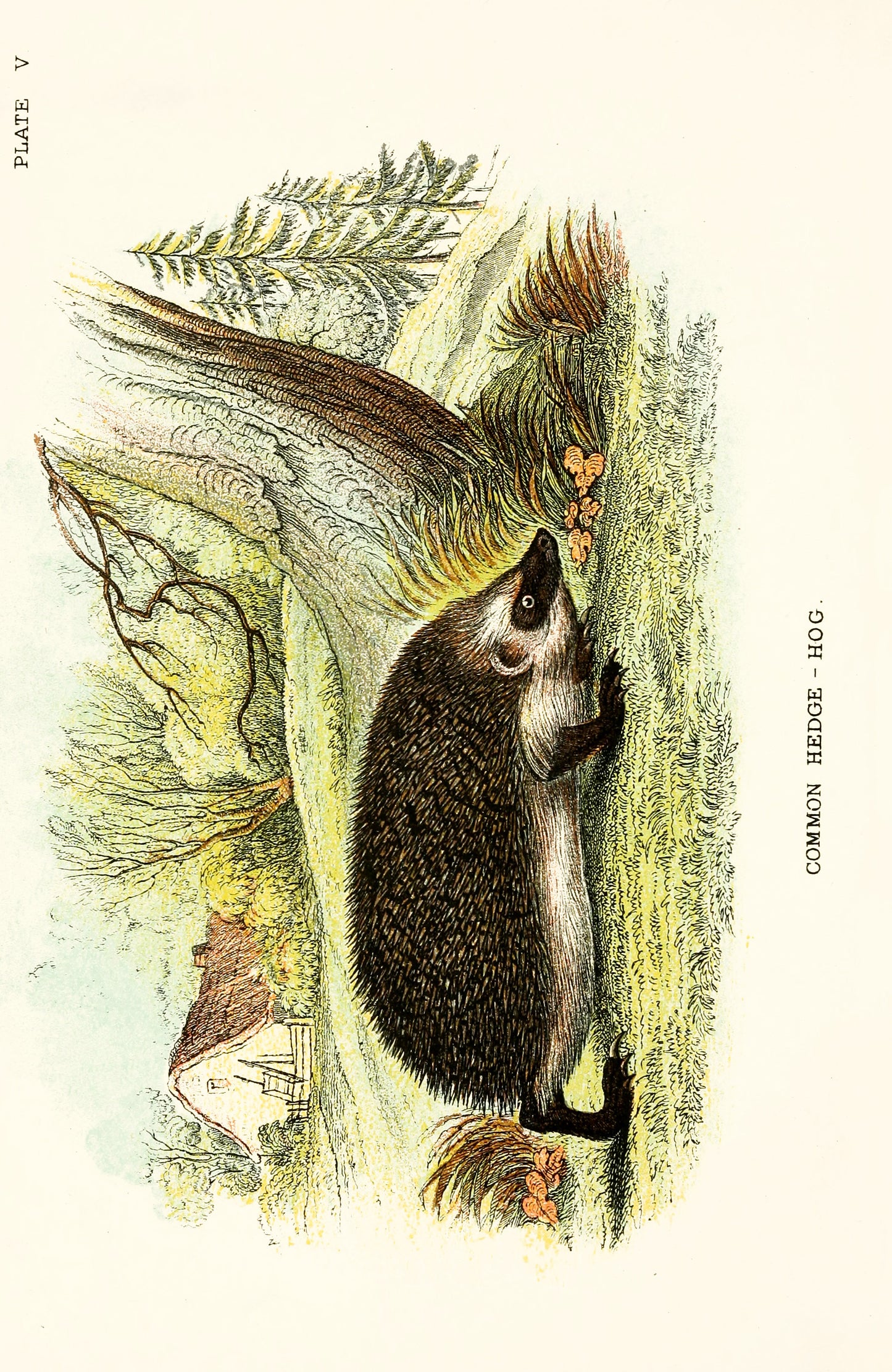 A Handbook to British Mammalia [32 Images]