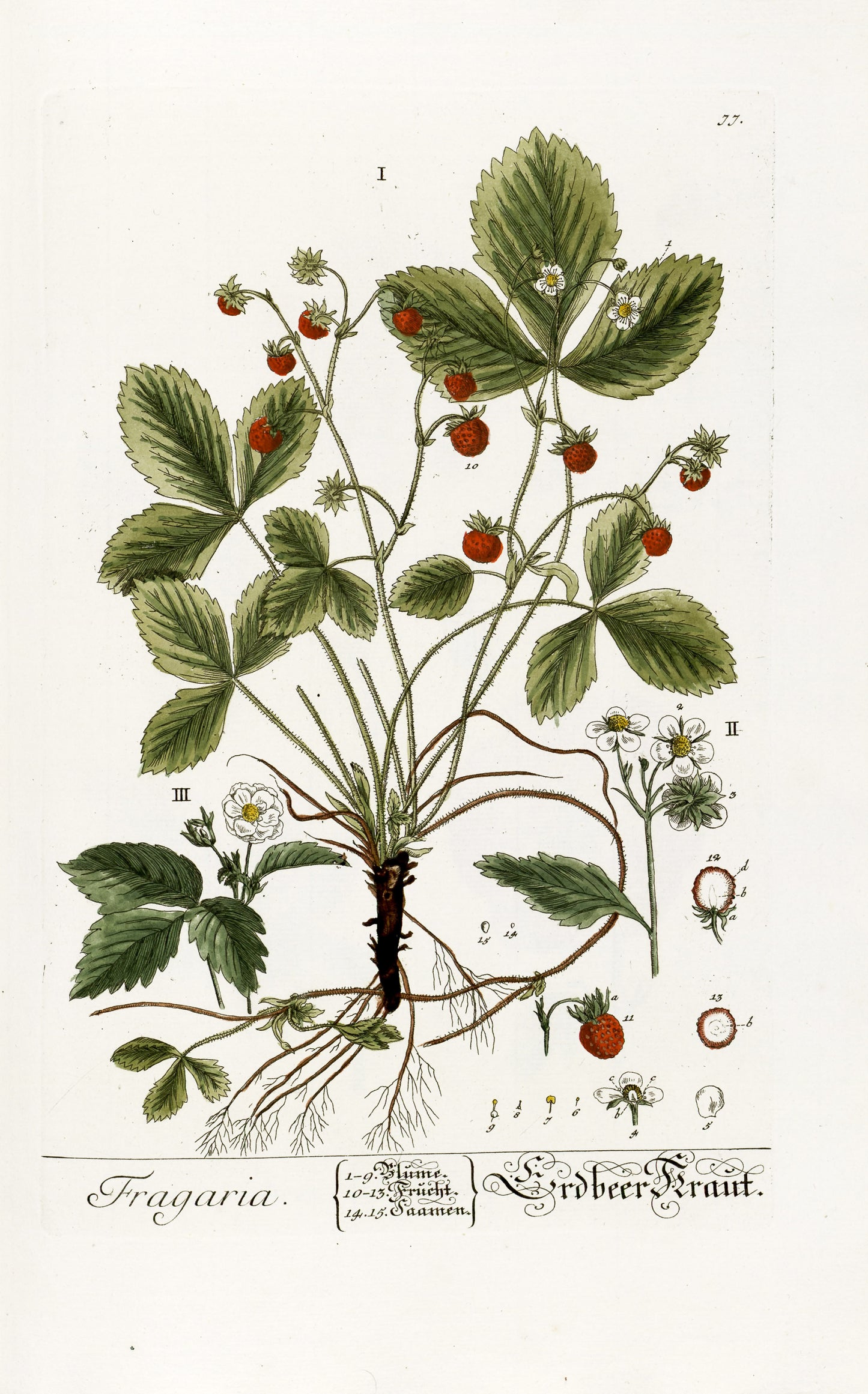 Herbarium Blackwellianum Set 2 [70 Images]