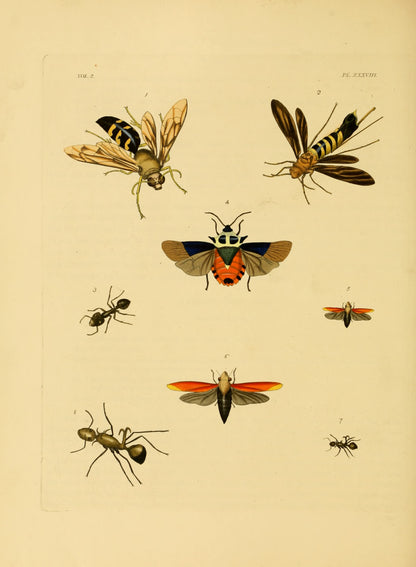 Exotic Entomology Stained Set 2 [75 Images]