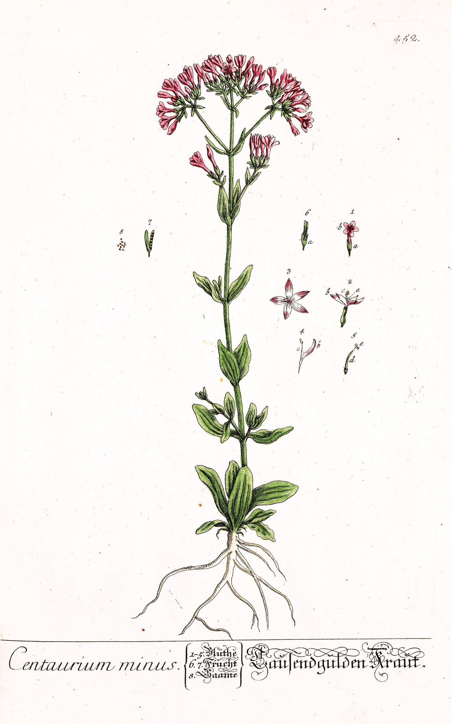 Herbarium Blackwellianum Set 6 [45 Images]