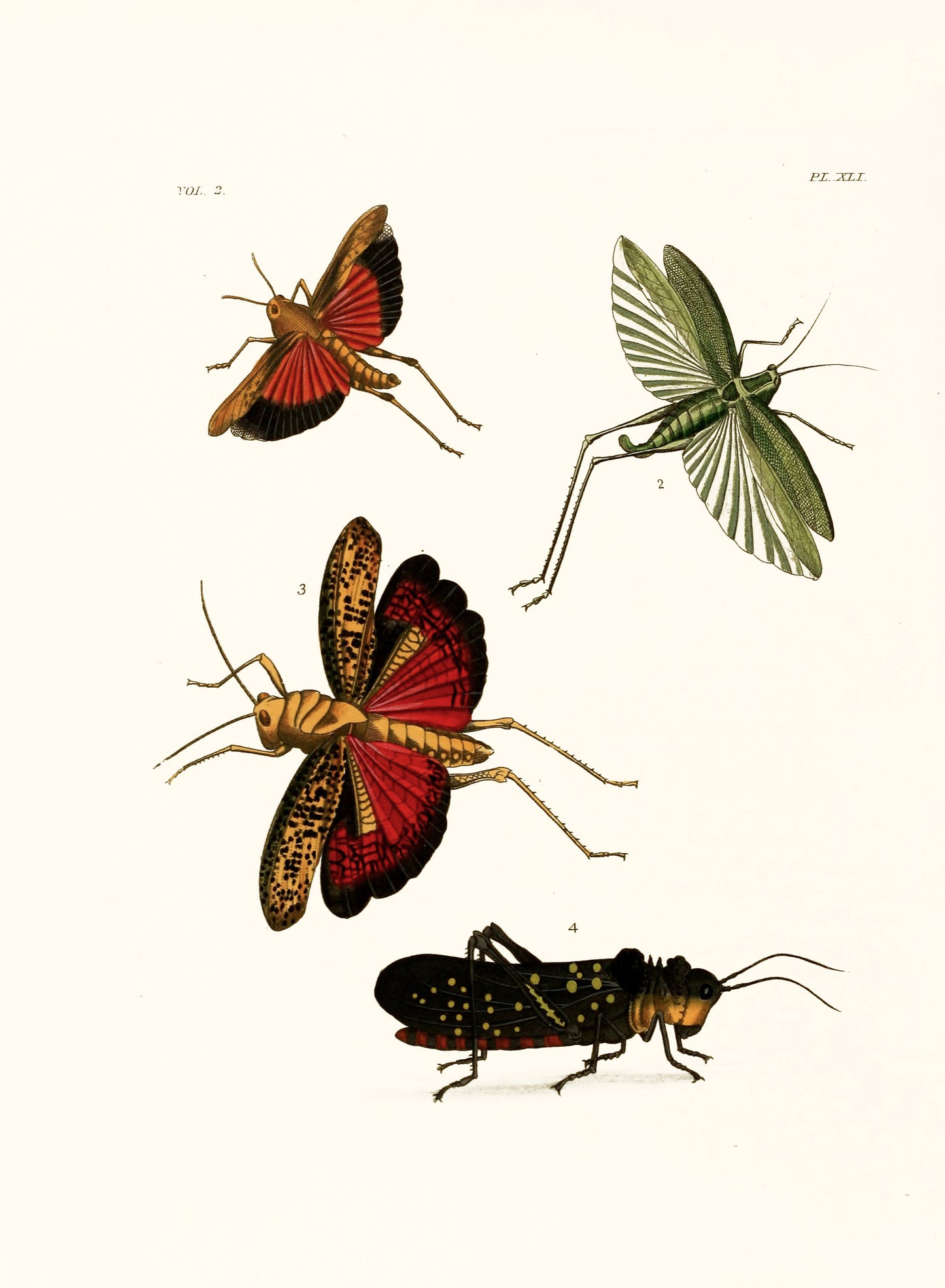 Exotic Entomology Set 2 [75 Images]
