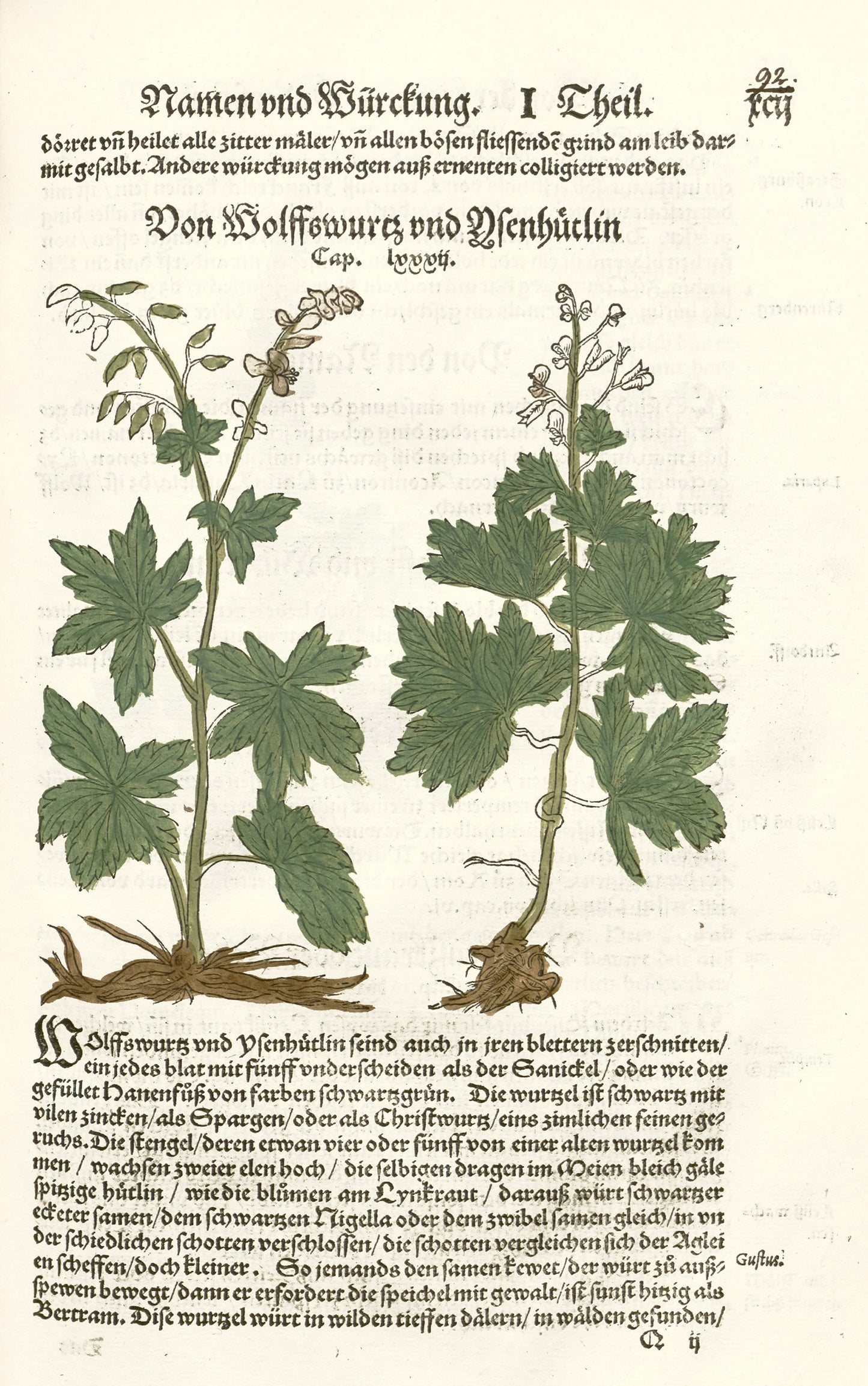 German Herbal Book [79 Images]