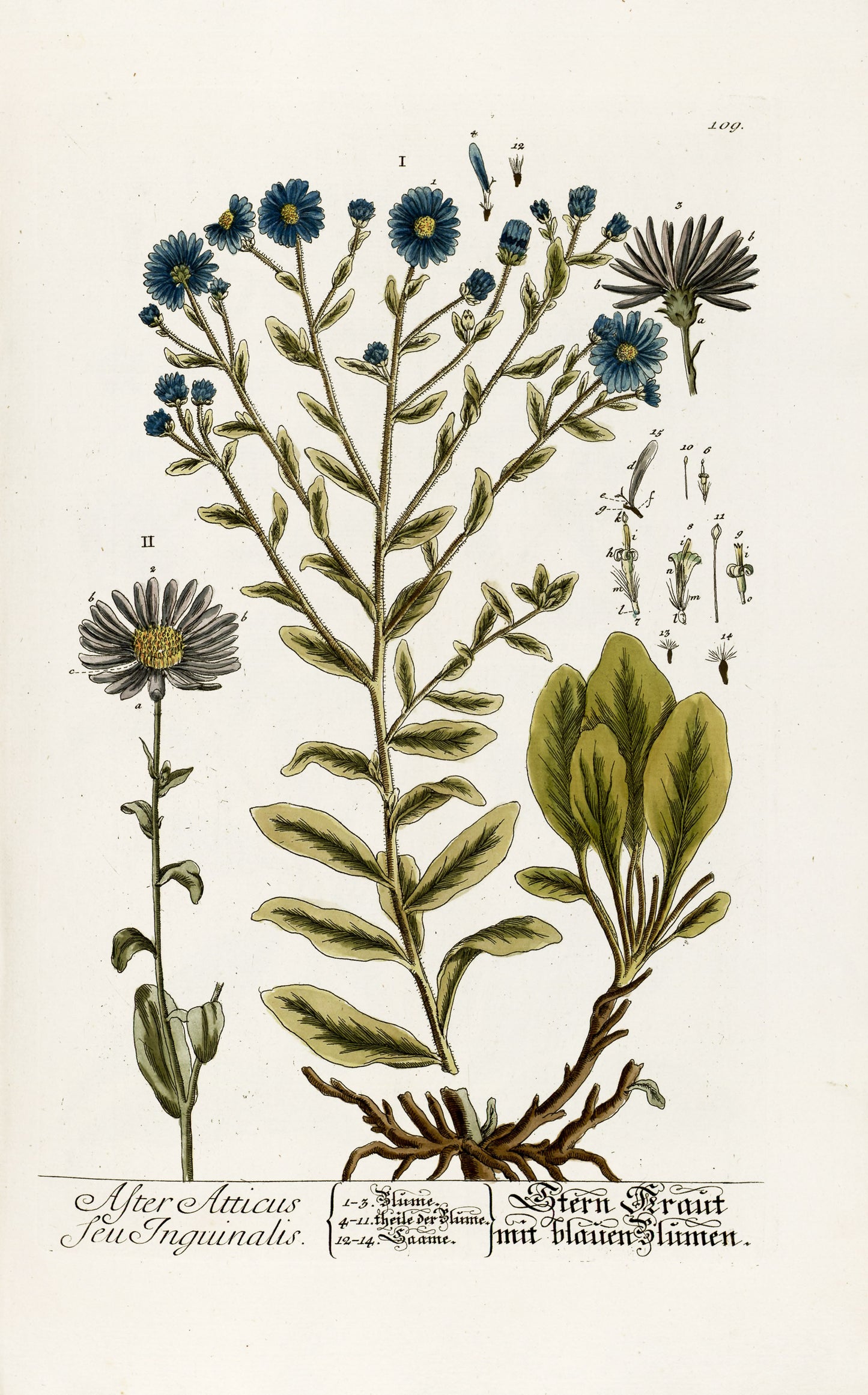 Herbarium Blackwellianum Set 2 [70 Images]