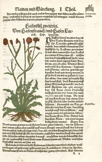 German Herbal Book [79 Images]