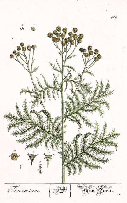 Herbarium Blackwellianum Set 6 [45 Images]