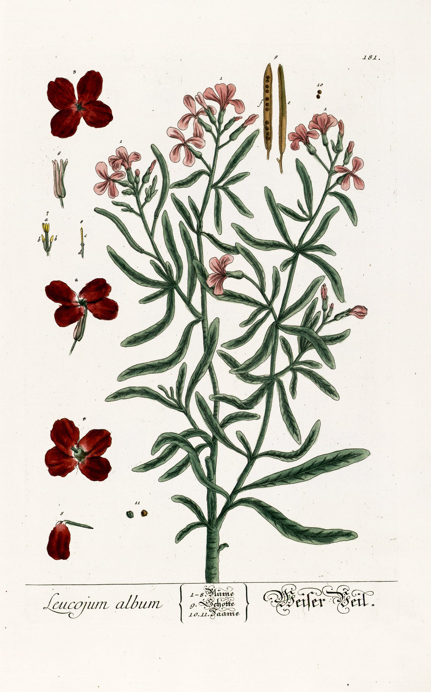 Herbarium Blackwellianum Set 3 [70 Images]