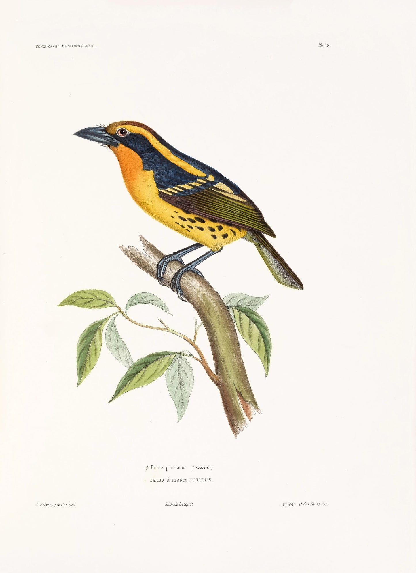 Iconographie Ornithologique [72 Images]