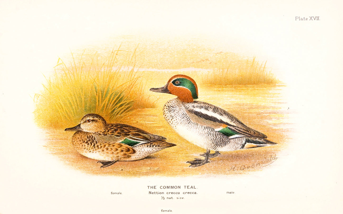 The Game-Birds of India, Burma, and Ceylon Set 2 [40 Images]