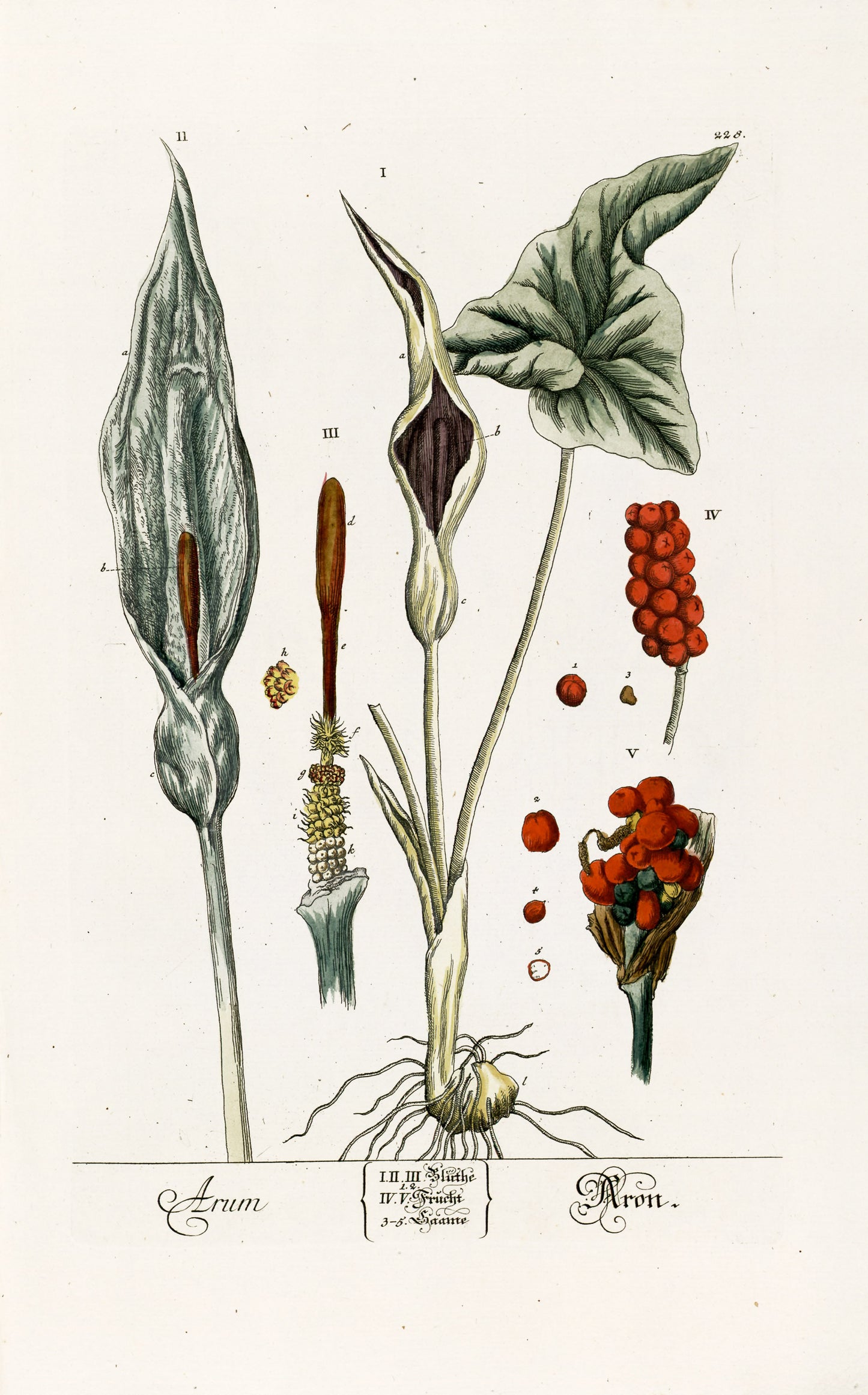 Herbarium Blackwellianum Set 4 [75 Images]