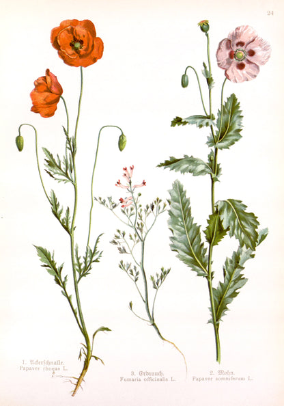 German Herbal Book Medicinal Plants Set 1 [43 Images]