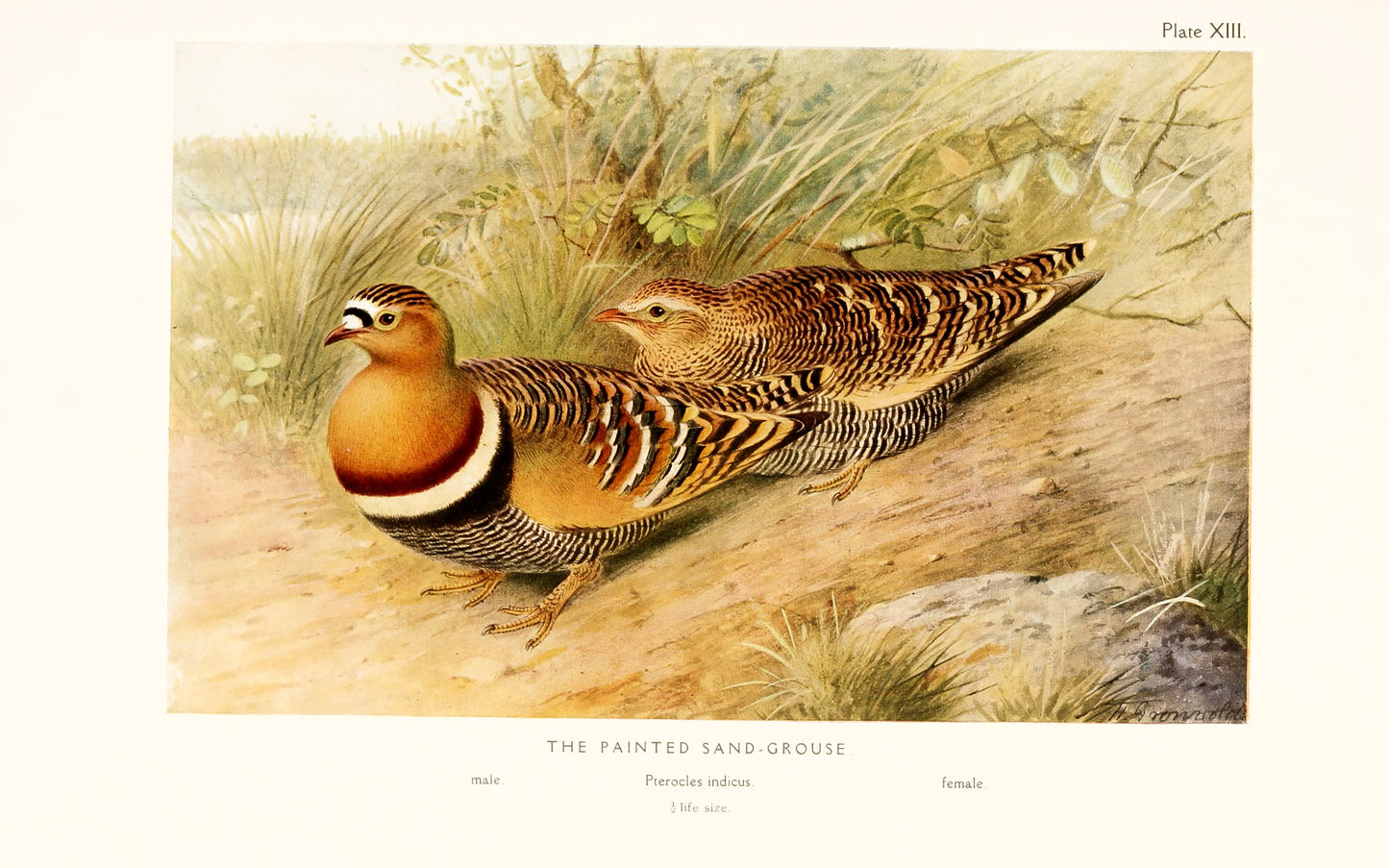 The Game-Birds of India, Burma, and Ceylon Set 2 [40 Images]