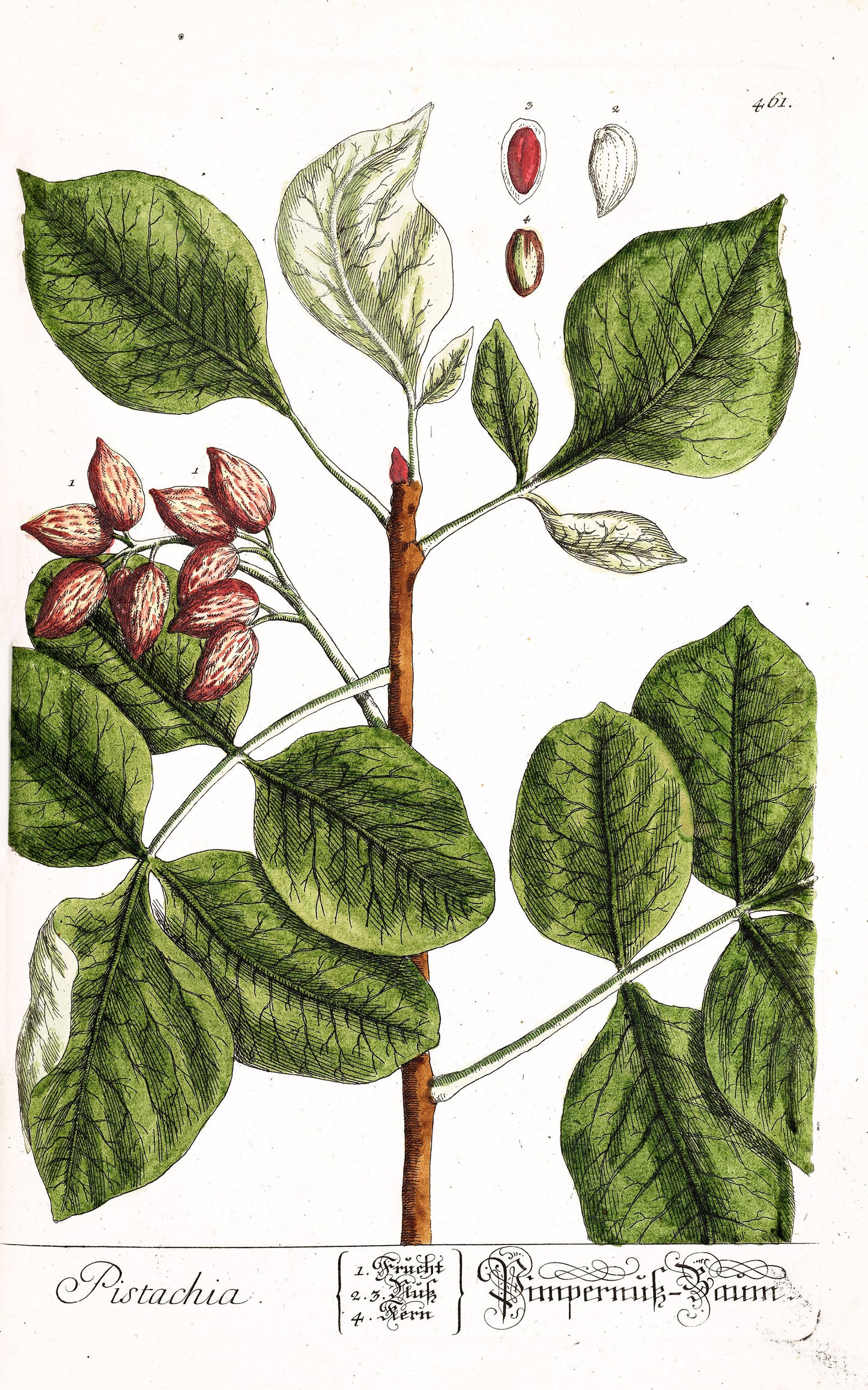 Herbarium Blackwellianum Set 5 [45 Images]