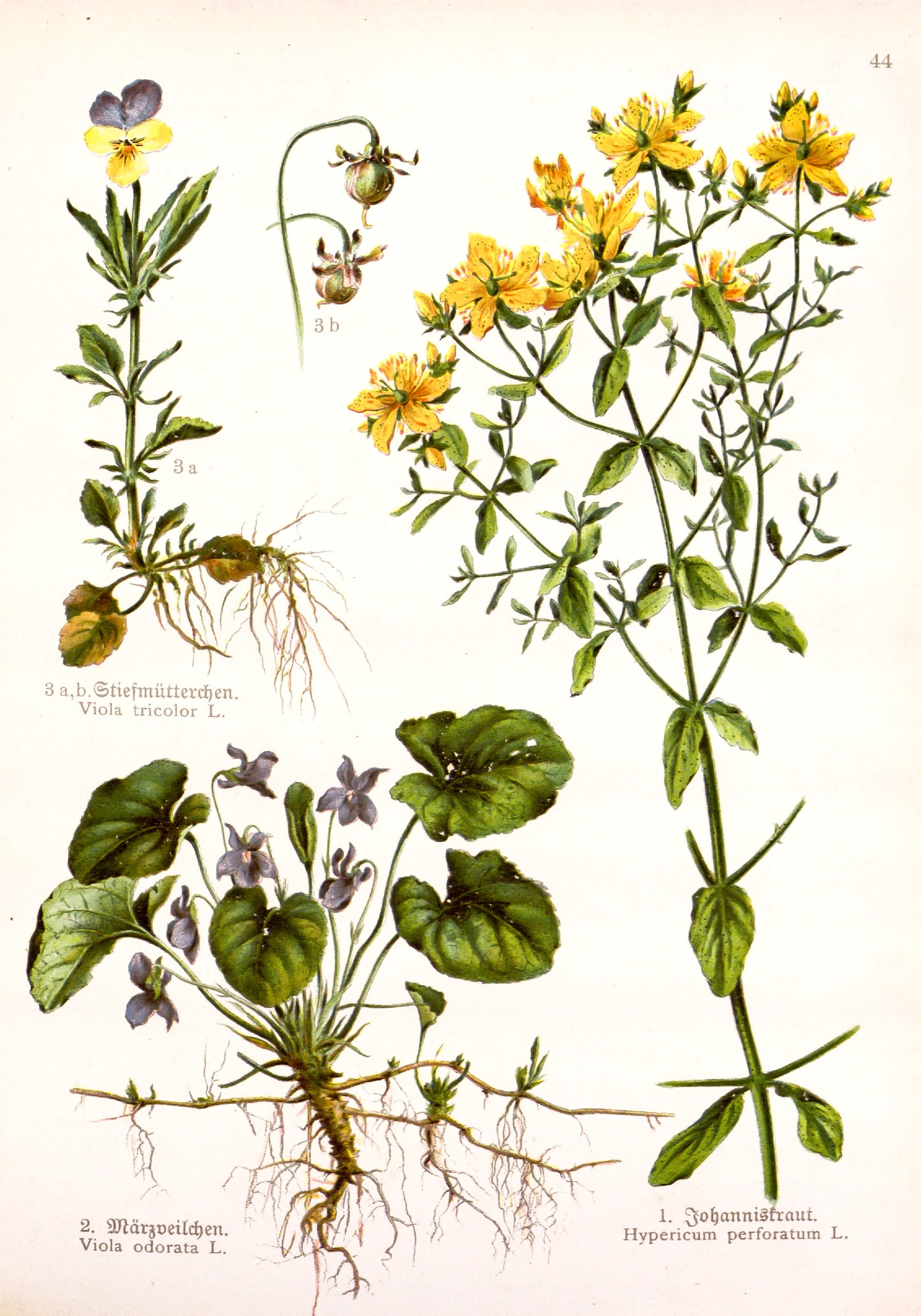 German Herbal Book Medicinal Plants Set 2 [43 Images]
