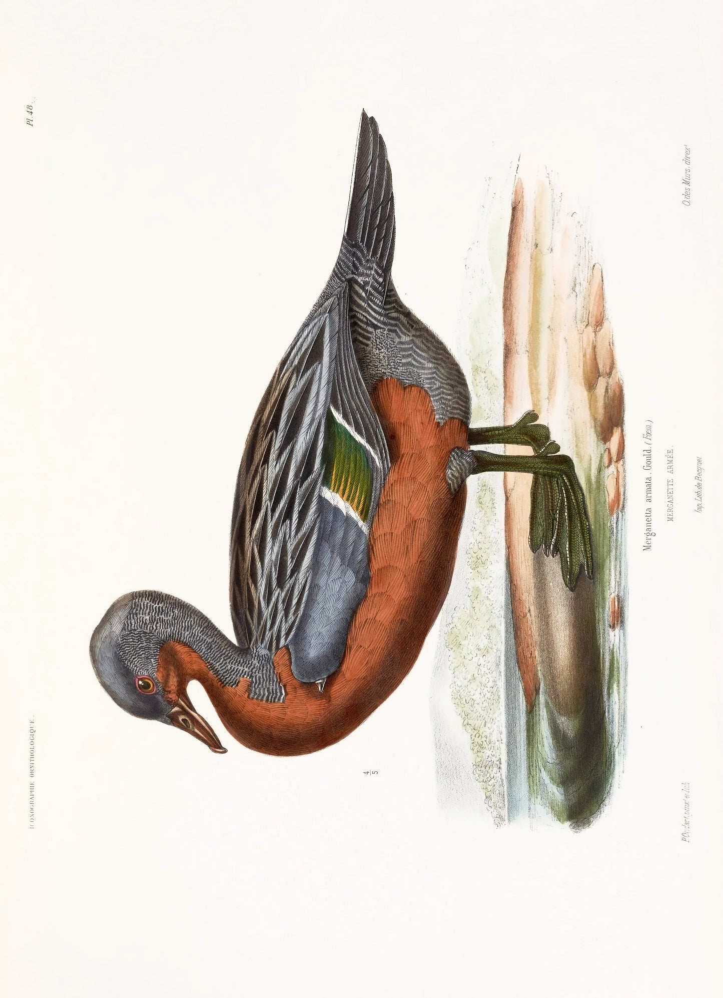 Iconographie Ornithologique [72 Images]