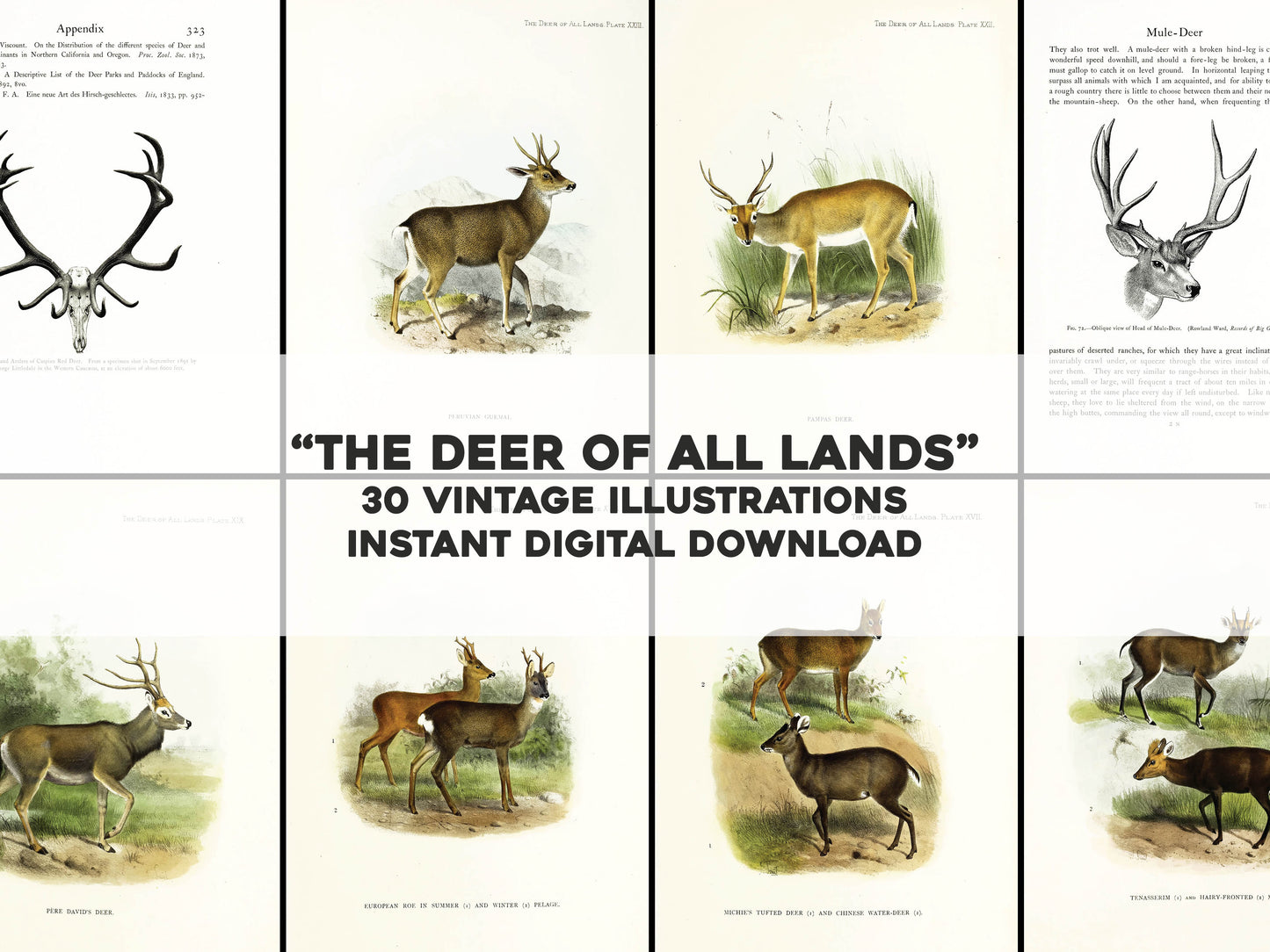 The Deer of All Lands [30 Images]