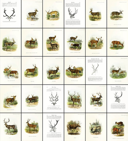 The Deer of All Lands [30 Images]