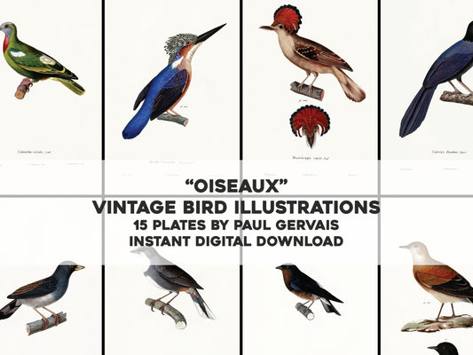 Oiseaux Birds Fortuné Eydoux, François Paul Gervais [15 Images]