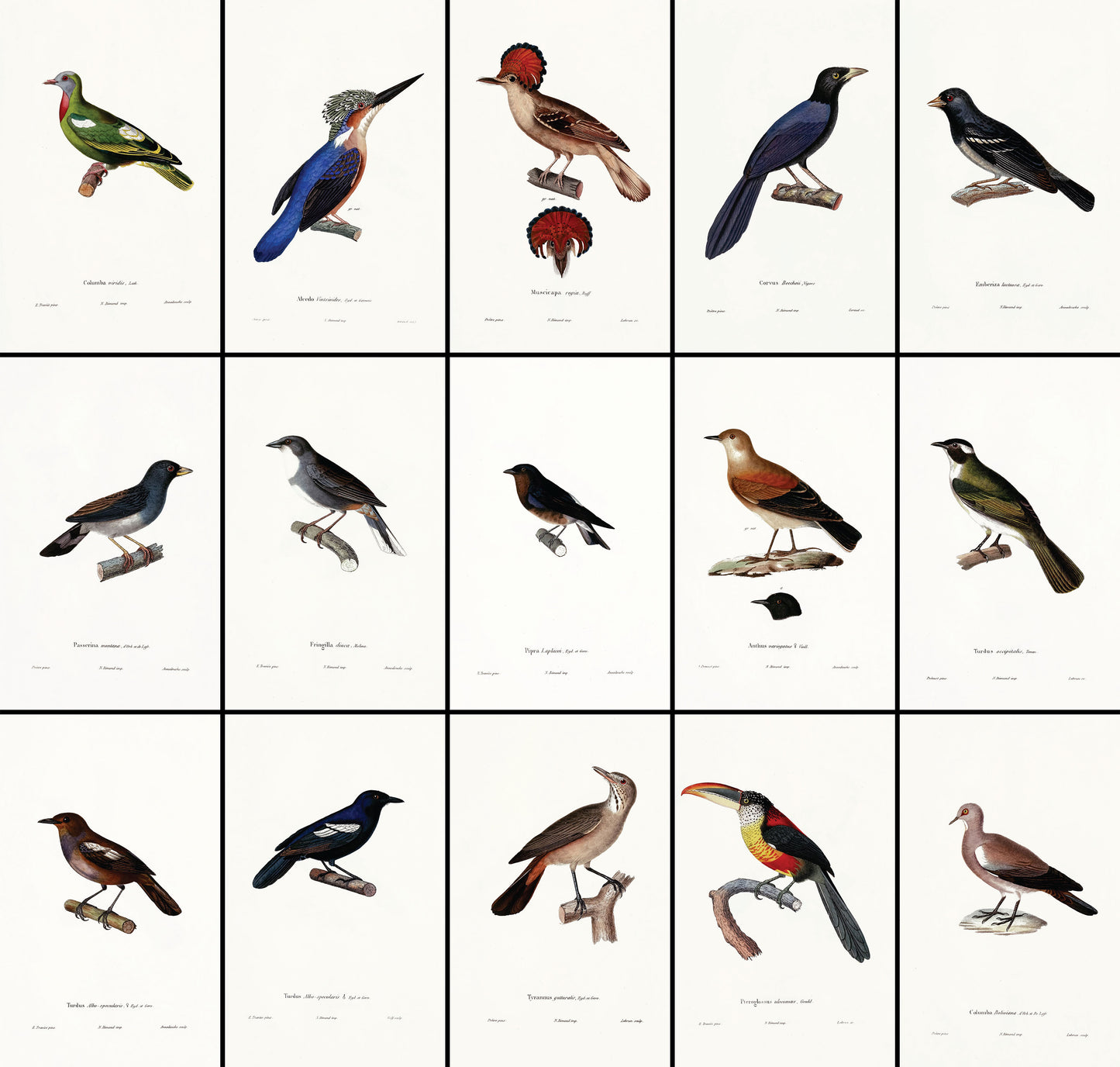 Oiseaux Birds Fortuné Eydoux, François Paul Gervais [15 Images]